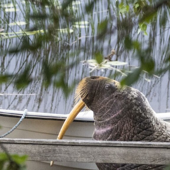 Mursu ei kuulu Suomen luontoon. Mursu
