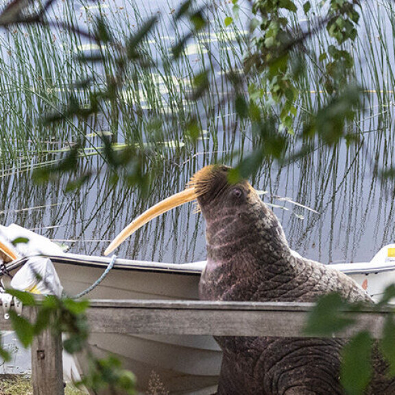 Haminan mursu palasi näyttävästi - aiheutti vaaratilanteen itselleen ja kalastajalle mursu