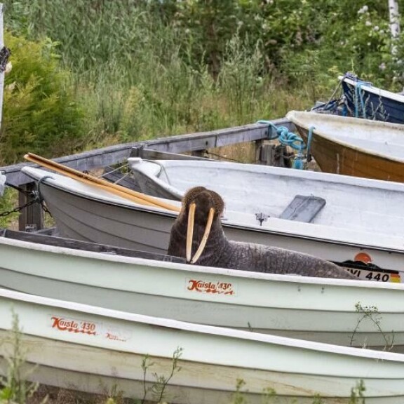 Veneiden välissä köllötellyt mursu on naurattanut somessa, mutta eksynyt eläin voi olla hengenvaarassa. Mursu