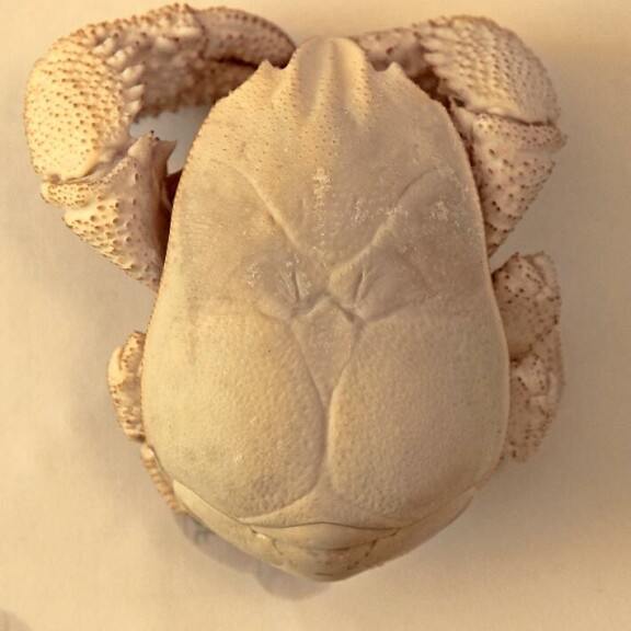 Skandaaleita ja maailmanennätys! 70 vuotta täyttävän David Hasselhoffin uran tarinat Rapu