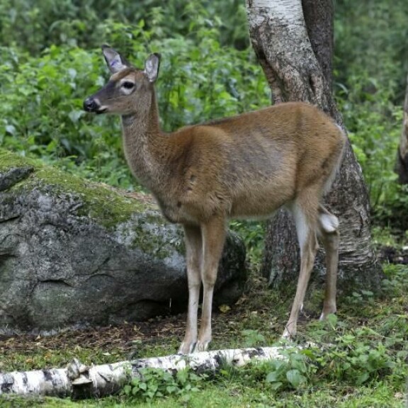 Suomessa elää luonnonvaraisena neljä peurojen alaheimoon kuuluvaa lajia, jotka ovat hirvi, metsäkauris, peura ja valkohäntäpeura (kuvassa). Peura