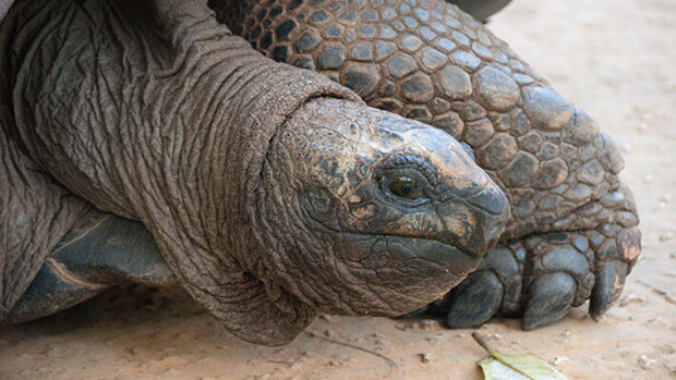 Manuela-kilpikonna katosi mystisesti 80-luvulla - nyt eläin on löytynyt lähempää kuin kukaan olisi osannut arvata kilpikonna