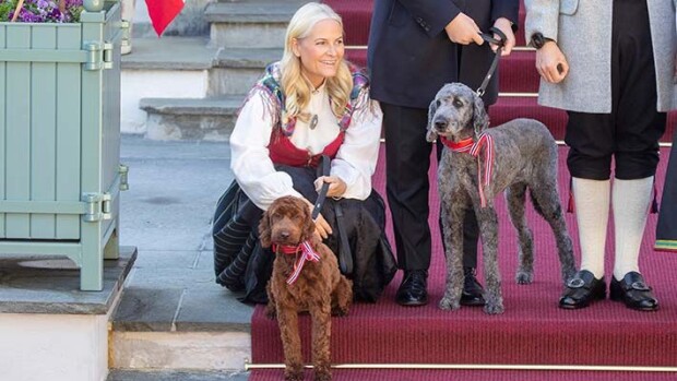 Kruununprinsessa Mette-Marit paimensi koiraansa - hauskat kuvat juhlista mette-marit