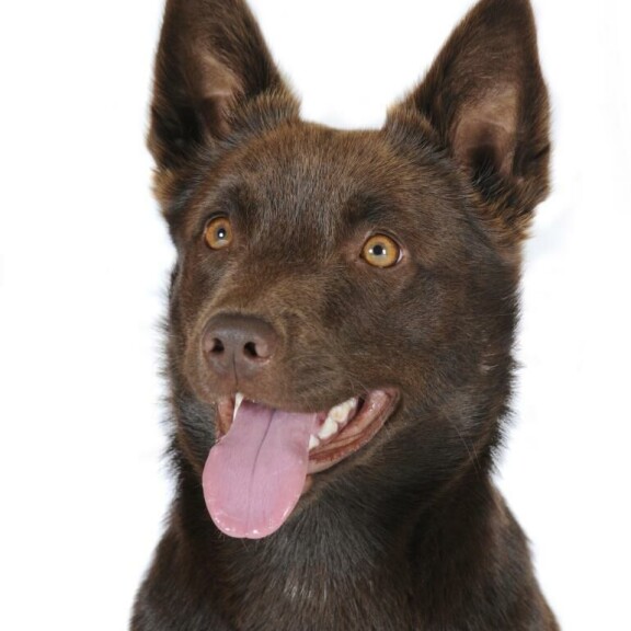 Australiankelpie on aktiivinen koirarotu. Australiankelpie