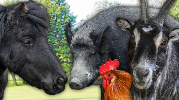 Eläinten turvakoti on täynnä ihastuttavia persoonia – yli 80 asukasta on jo pelastettu ikävältä kohtalolta: katso video Eläimet