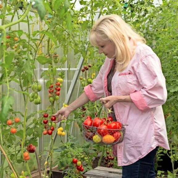 Sonja suosittelee muun muassa varmoja lajikkeita, kuten Gardeners Delight, Sweet One Hundred, Black Russian, Lemon Boy, Pink Wonder ja Zlatava. Sonja suosittelee muun muassa varmoja lajikkeita, kuten Gardeners Delight, Sweet One Hundred, Black Russian, Lemon Boy, Pink Wonder ja Zlatava.