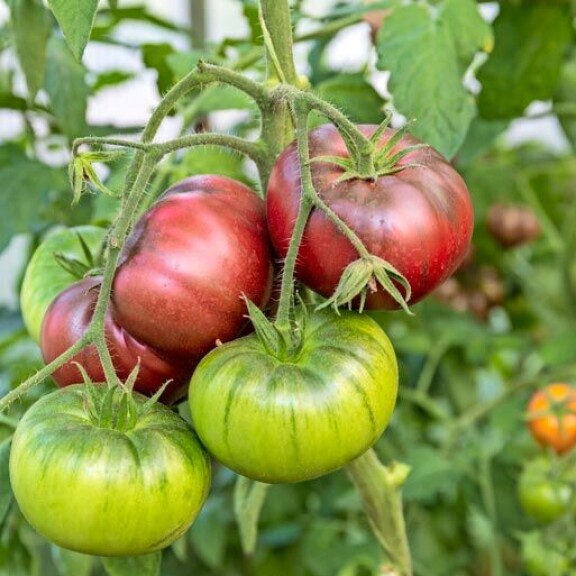 Black Krim Black Krim