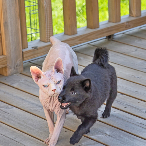 Veikeä Lua-koira on Vesa Keskisen perheen tulokasjäsen: Schipperke-rotu on hellyydessään ylittämätön! Kuvat! d
