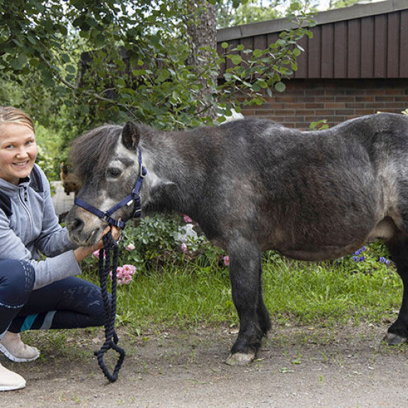 Ohhoh, tässä on 42-vuotias Ivrig, Suomen vanhin poni – katso video! ivrig