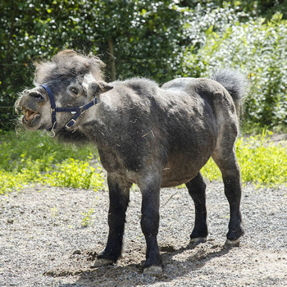 Shetlanninponiori on saanut yli 140 jälkeläistä eikä ikinä tarvinnut eläinlääkäriä: ”Syö myslimössöä!” poni