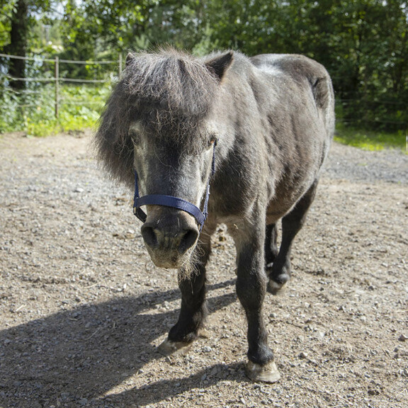 Ohhoh, tässä on 42-vuotias Ivrig, Suomen vanhin poni – katso video! ivrig