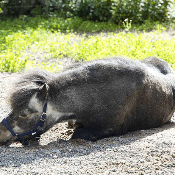 Shetlanninponiori on saanut yli 140 jälkeläistä eikä ikinä tarvinnut eläinlääkäriä: ”Syö myslimössöä!” poni