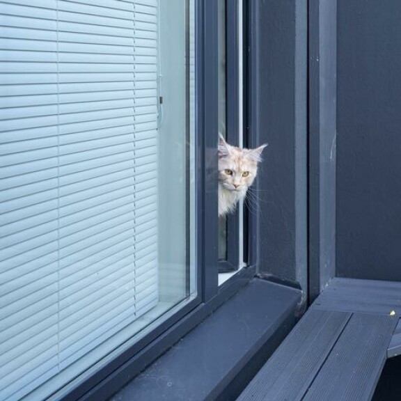 Kissat pääsevät livahtamaan ulkohäkkiin Jutan Max-pojan huoneen ikkunasta. Kissat pääsevät livahtamaan ulkohäkkiin Jutan Max-pojan huoneen ikkunasta.