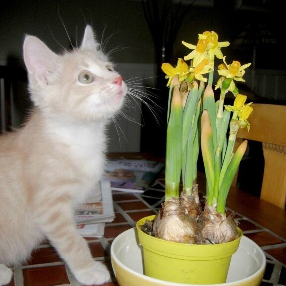 Oliver tuli pienenä pentuna Paulan elämään yhdeksän vuotta sitten. Oliver tuli pienenä pentuna Paulan elämään yhdeksän vuotta sitten.