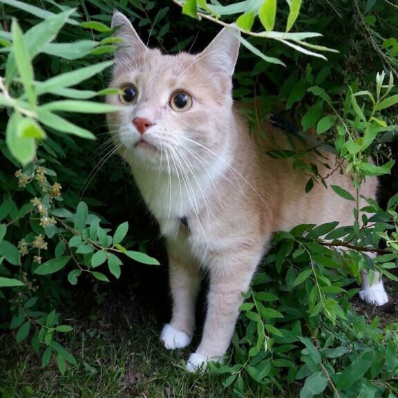 Nuuh, mitäs täältä löytyy? Oliver saa ulkoilla ja kiipeillä valjaissa niin paljon kuin remmiä riittää! Nuuh, mitäs täältä löytyy? Oliver saa ulkoilla ja kiipeillä valjaissa niin paljon kuin remmiä riittää!