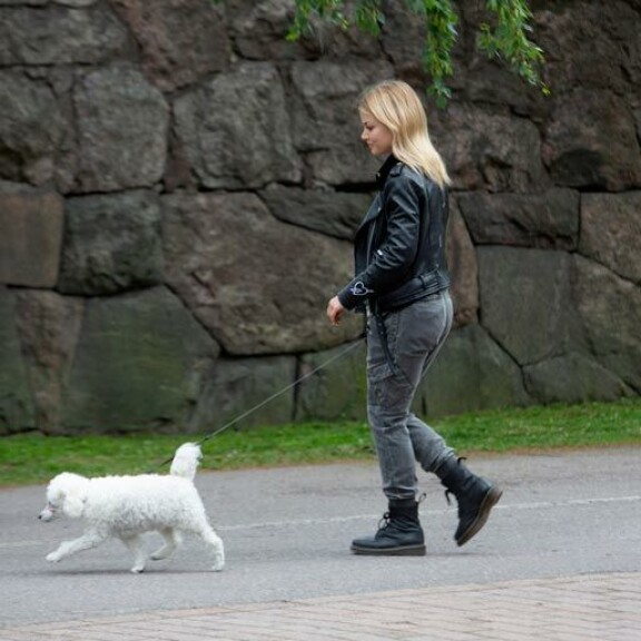 Harri ei ole sattumalta toyvillakoira, sillä rotu on suosittu Hussien perheessä. – Niitä on ollut perheessä eri värisiä ja kokoisia. Hartsa on jo sukumme kolmas villis. Harri ei ole sattumalta toyvillakoira, sillä rotu on suosittu Hussien perheessä. – Niitä on ollut perheessä eri värisiä ja kokoisia. Hartsa on jo sukumme kolmas villis.