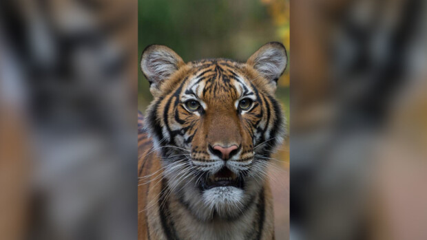 Tiikerillä koronavirus! Bronxilaisen eläintarhan asukkaan odotetaan parantuvan Kuva tiikeri Nadiasta, malesialinen New Yorkin Bronxin eläintarhasta. Julie Larsen Maher/Wildlife Conservation Society—AP