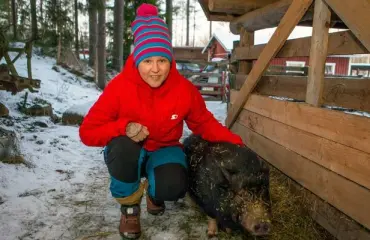 ”Minipossut eivät ole mitään lemmikkikoiria!” Marjo pelastaa hylättyjä porsaita – sikarutto säikäytti omistajat!