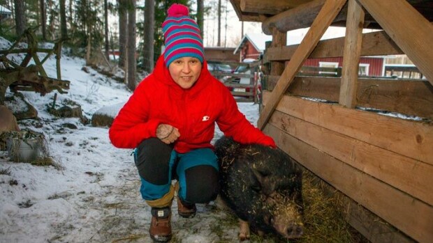 ”Minipossut eivät ole mitään lemmikkikoiria!” Marjo pelastaa hylättyjä porsaita – sikarutto säikäytti omistajat! Marjo pelastaa porsainta.