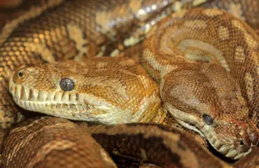 Paloaseman roskiksesta löytyi 16 tyynyliinoihin pakattua käärmettä!