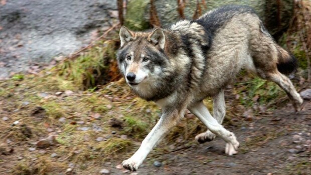Petoeläin jahtasi lenkkeilijää Kankaanpäässä! Asiantuntija rauhoittelee susipelkoa: ”Arka metsän asukki, joka pyrkii välttämään ihmistä!” Tiettävästi viimeisin tapaus, kun suomalainen on kirjaimellisesti joutunut sudensuuhun, juontaa juurensa vuoteen 1881.