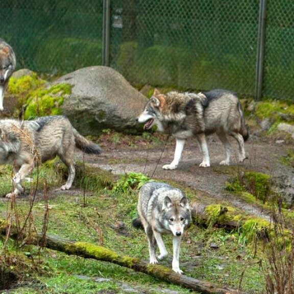 Tässä ovat Ähtärin sudet: Mosse, Leonard, Lennart, Leopold ja Lynette. Viimeksi mainittu on lauman ainoa naaras. Tässä ovat Ähtärin sudet: Mosse, Leonard, Lennart, Leopold ja Lynette. Viimeksi mainittu on lauman ainoa naaras.