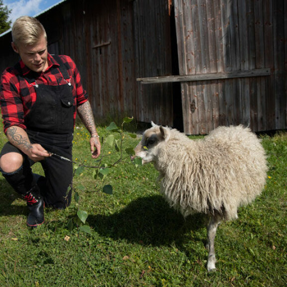 – Kyösti-pässi on tilan suursyömäri, Aki nauraa Kyösti Mäkimattilan mukaan nimetyn paksukaisen kanssa. – Kyösti-pässi on tilan suursyömäri, Aki nauraa Kyösti Mäkimattilan mukaan nimetyn paksukaisen kanssa.