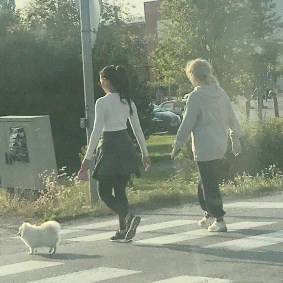 Kuva! Sofia Belórfin ja Niko Ranta-ahon suloinen Bambi-koira bongattu Pohjanmaalla - ulkoili emäntänsä kanssa! Sofia