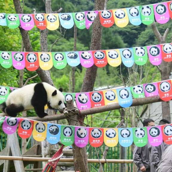 Ylisöpoä! Jättiläispandat juhlivat 1-vuotissynttäreitä Kiinassa - kuvat! panda