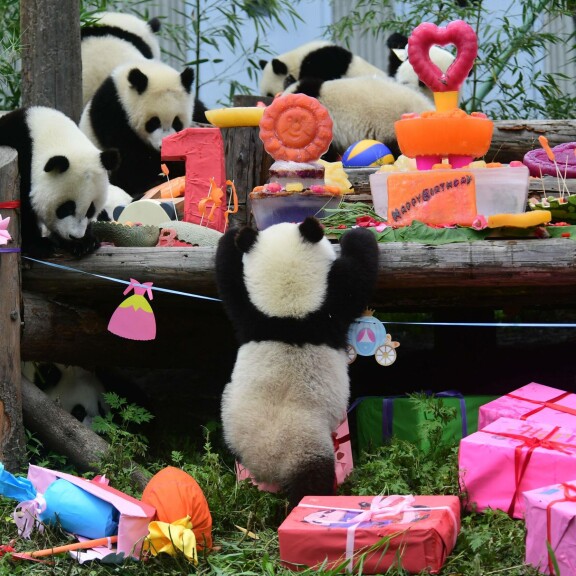 Ylisöpoä! Jättiläispandat juhlivat 1-vuotissynttäreitä Kiinassa - kuvat! Panda