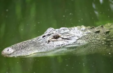 Poliisi varoittaa: amfetamiini voi sekoittaa alligaattorit ja sorsat pahanpäiväisesti!