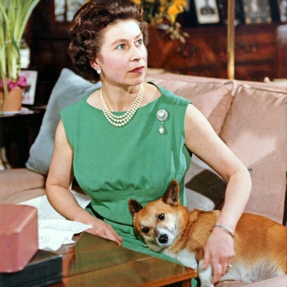 Brittihallitsijalla, kuningatar Elisabetillä on ollut corgi-koiria ”aina”. Niitä on vuosien saatossa ollut Ellulla jo 30. Kuva on vuodelta 1969. Brittihallitsijalla, kuningatar Elisabetillä on ollut corgi-koiria ”aina”. Niitä on vuosien saatossa ollut Ellulla jo 30. Kuva on vuodelta 1969.