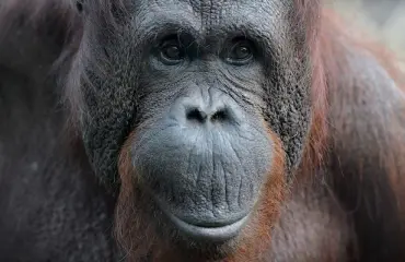 Oranki näyttää: Näin peset kädet oikein!