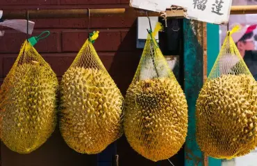 Eipä olisi uskonut! Maailman pahanhajusin hedelmä durian saattaa sopia superakkujen raaka-aineeksi!