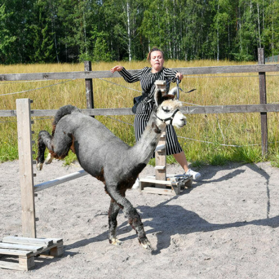 Seiskan reportteri pääsi testaamaan myös agilityä. Loistavan alun jälkeen tuli surkeampi loppu, kun Uula laittoi toisen vaihteen silmään. Seiskan reportteri pääsi testaamaan myös agilityä. Loistavan alun jälkeen tuli surkeampi loppu, kun Uula laittoi toisen vaihteen silmään.