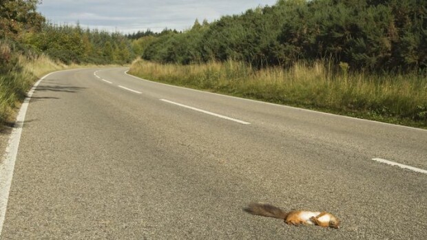Nyt on erikoinen häämenu! Morsiuspari tarjoaa ruoaksi auton alle jääneitä eläimiä – vieläpä vierailta salaa! Auton alle jäänyt eläin