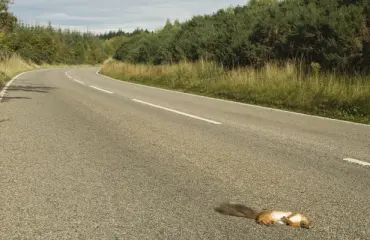 Nyt on erikoinen häämenu! Morsiuspari tarjoaa ruoaksi auton alle jääneitä eläimiä – vieläpä vierailta salaa!