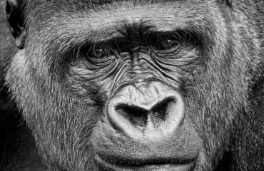 Tästä on painajaiset tehty: Gorilla-asuun pukeutunut murtomies piiloutui sängyn alle!