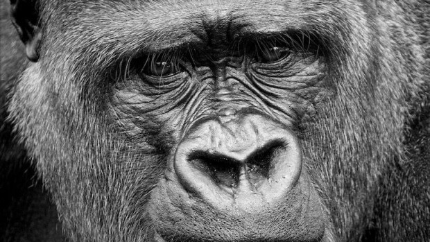 Tästä on painajaiset tehty: Gorilla-asuun pukeutunut murtomies piiloutui sängyn alle! Gorillapukuinen voro pelotteli asukkaita Louisianassa.