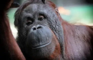 Orankien isyystestin sokkitulos yllätti eläintarhan!