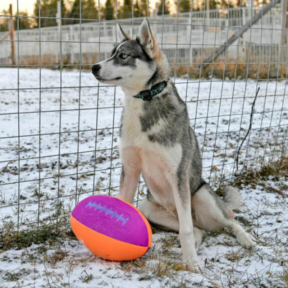 Messi on vasta kahdeksankuinen huskypentu. Messi on vasta kahdeksankuinen huskypentu.