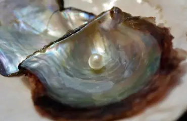 Hyvä syy tilata ostereita: annoksesta löytyi helmi!