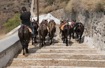 Kreikka kielsi aasikyydit lihavilta turisteilta!