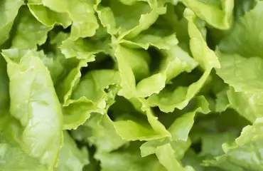 Nyt on erikoinen luomus: salaattisandaali on puettavaa taidetta!