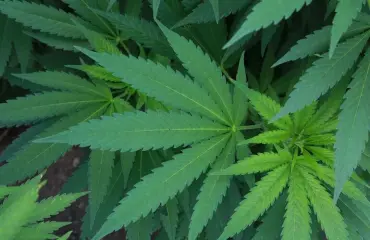 Oho, Coca-Cola suunnittelee kannabisjuomaa!