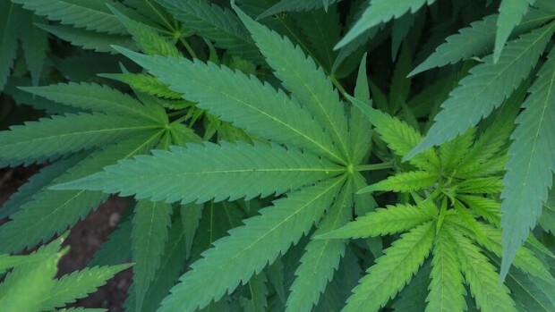 Oho, Coca-Cola suunnittelee kannabisjuomaa! Coca-Cola suunnittelee kannabisjuomaa.