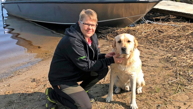 Labradorinnoutaja Hessusta tulee lude-koira: Kuono kävi liian ahkerasti opaskoiraksi! Hessusta tulee lude-koira.