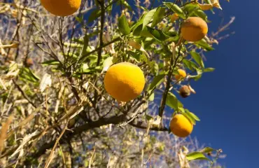 Appelsiinit avain turvallisten siltojen rakentamiseen!