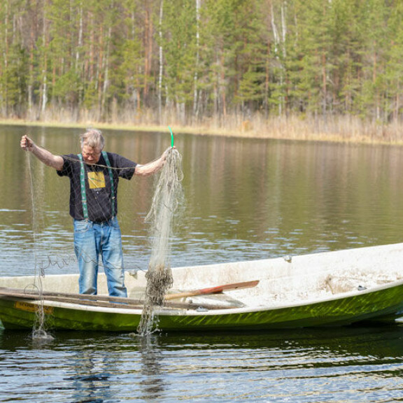 Matti käy Pyhävedellä tai Laihajärvellä nostamassa joka kevät ahvenia verkoilla. – Kudun jälkeen ahvenen selkäevän väritys on muuttunut ja kertoo sään. Matti käy Pyhävedellä tai Laihajärvellä nostamassa joka kevät ahvenia verkoilla. – Kudun jälkeen ahvenen selkäevän väritys on muuttunut ja kertoo sään.