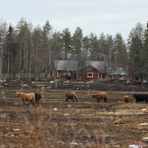 – Jäin yksin hoitamaan 200 elukkaa keskellä pimeintä talvea, eron kokenut Vesa kertoi vuonna 2018. – Jäin yksin hoitamaan 200 elukkaa keskellä pimeintä talvea, eron kokenut Vesa kertoo.